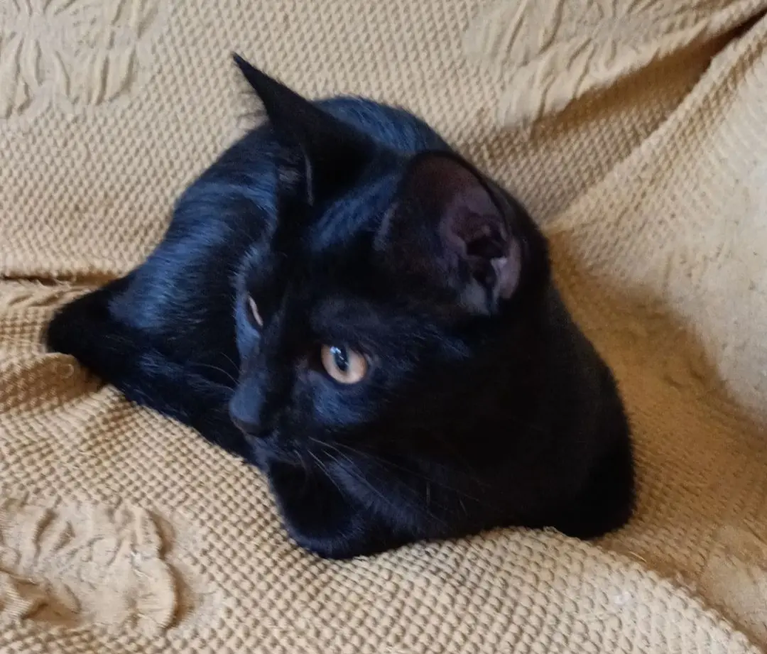 gatta lost   26100 Crémone Stella