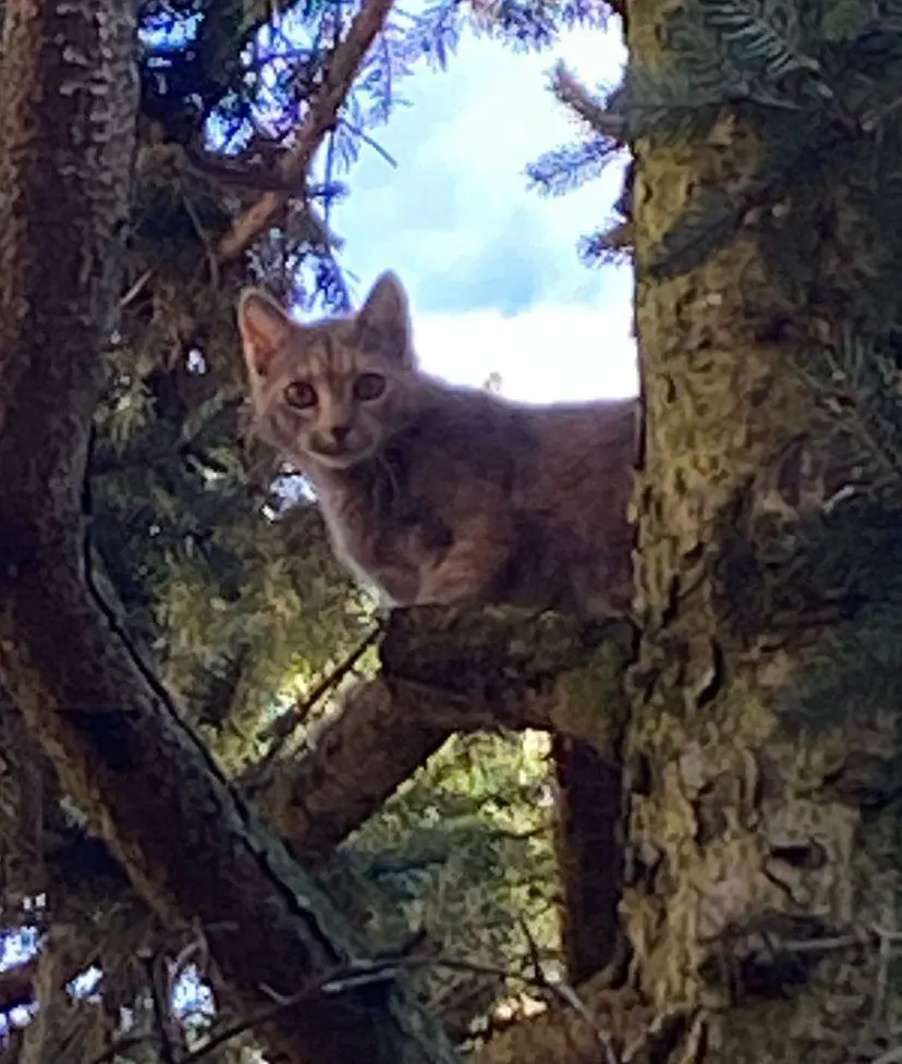 gatta lost   26100 Crémone Wara