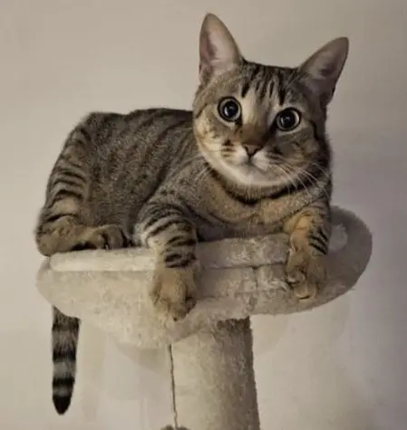 gatta lost   26014 Romanengo Pina