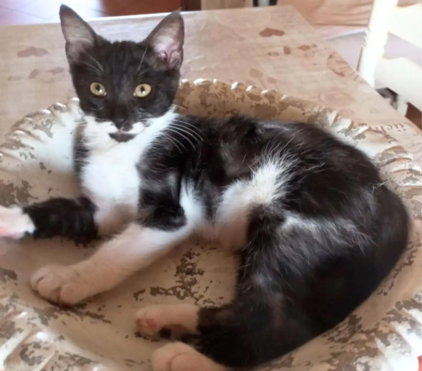 gatta lost   26015 Soresina Tea