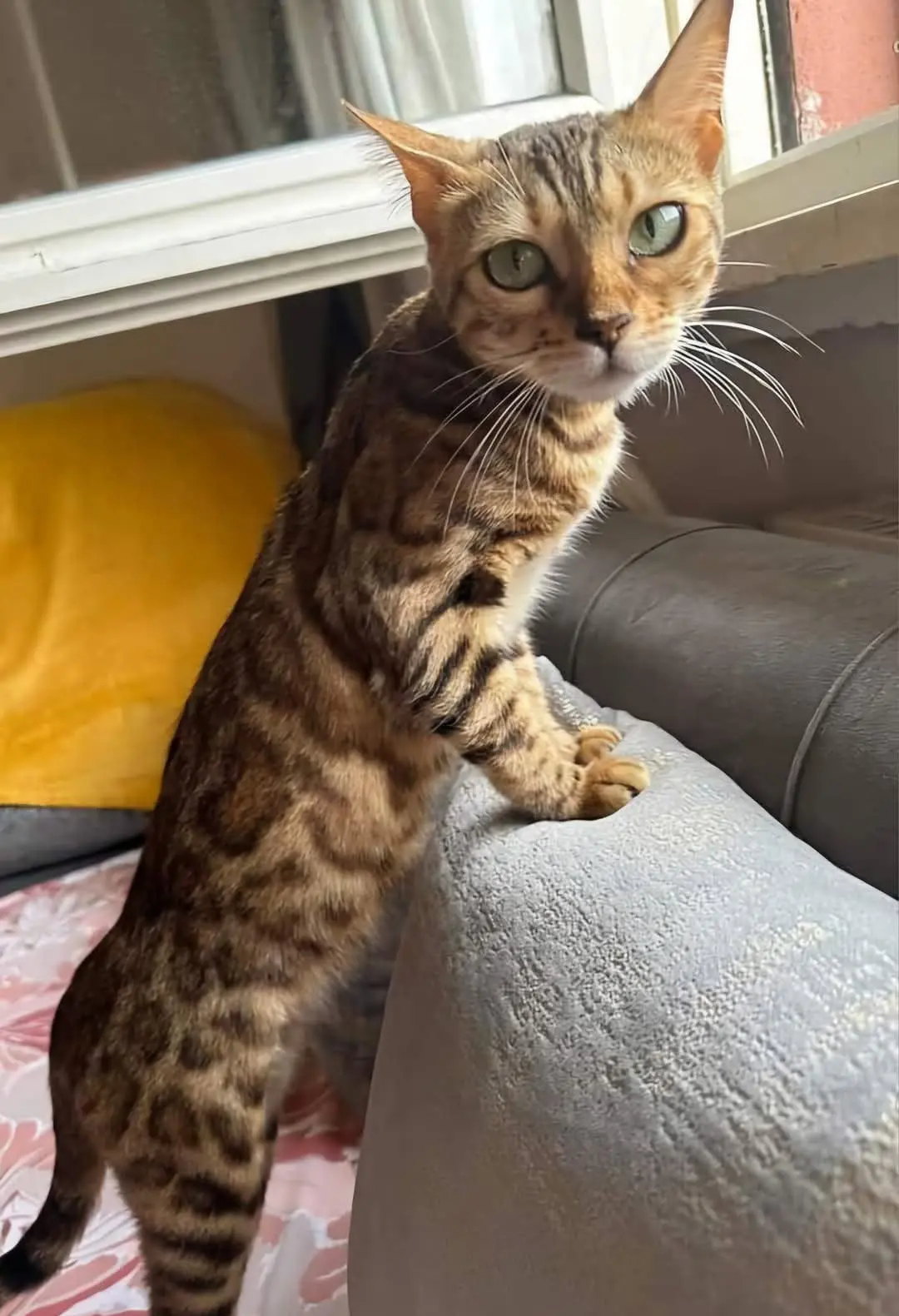 gatta lost   26026 Pizzighettone Yakout