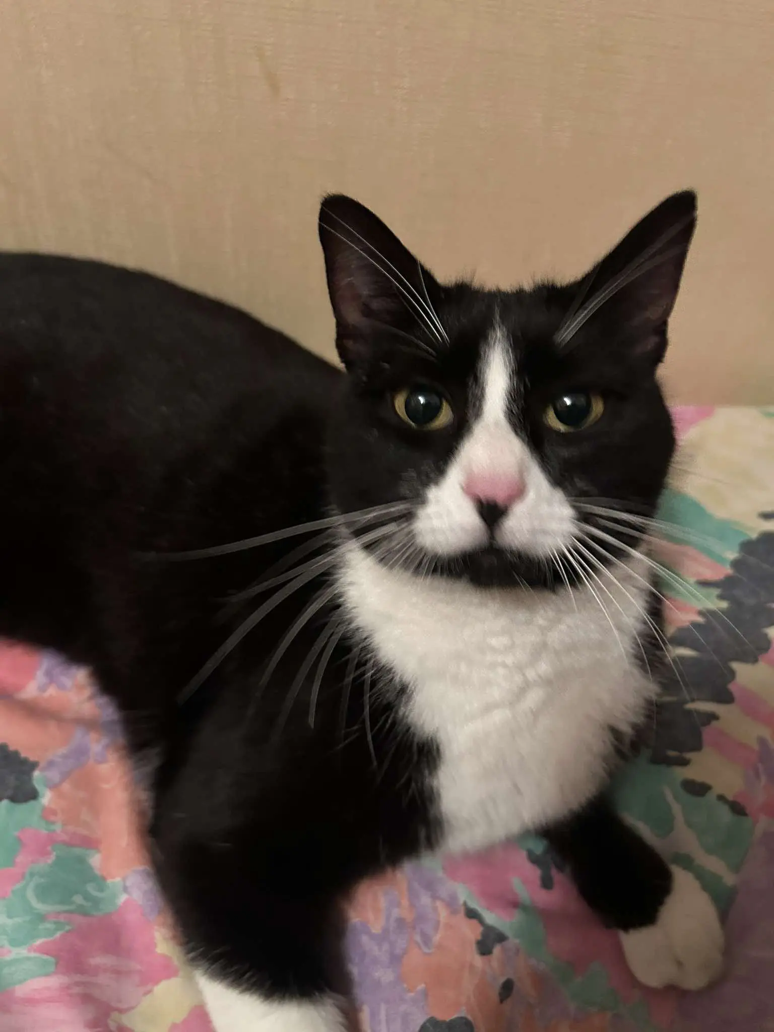 gatta lost   95030 Sant'Agata li Battiati Aurora