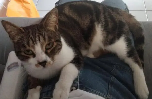 gatta lost   95014 Giarre Nala