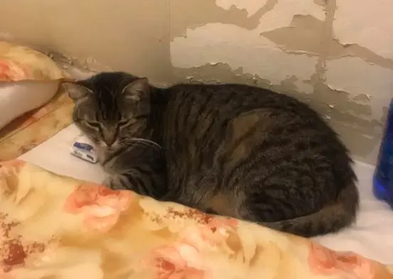 gatta lost    Montelupo Fiorentino Bella