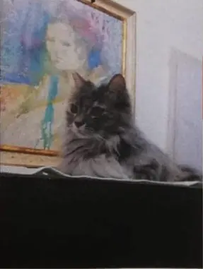 gatta lost    Florence Calypso