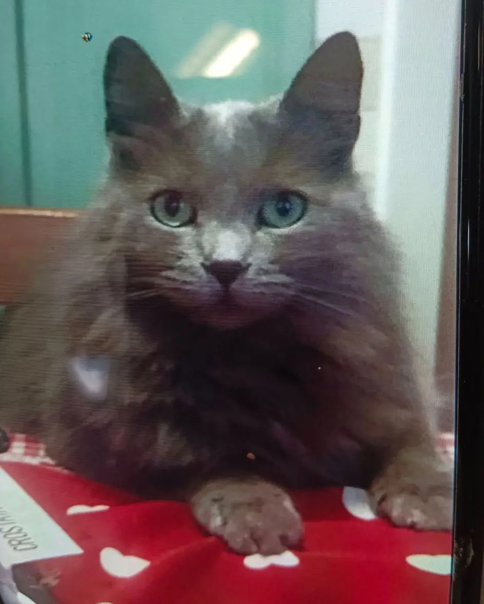 gatta lost    Florence Mirta