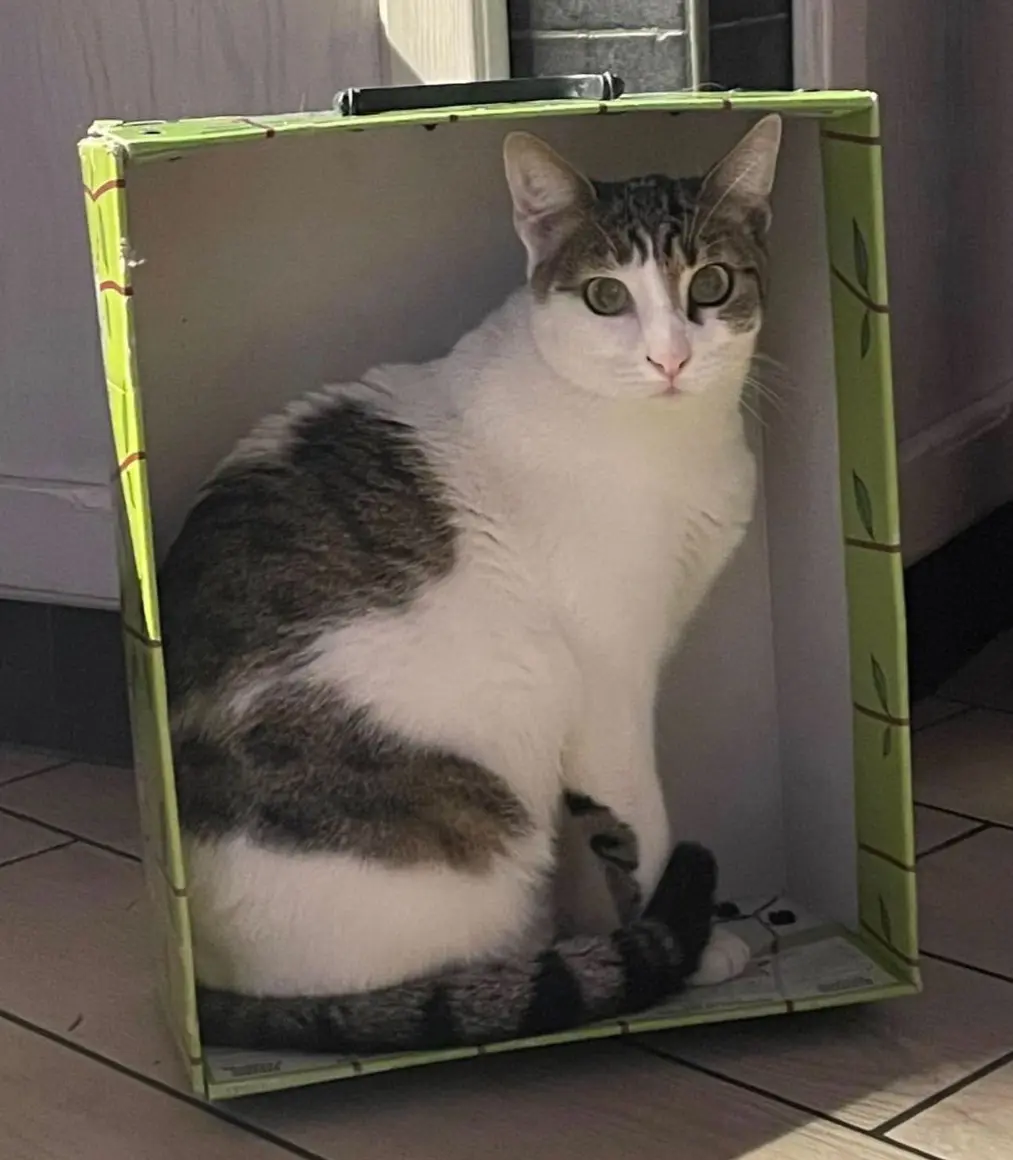 gatta lost    Florence Mizzy