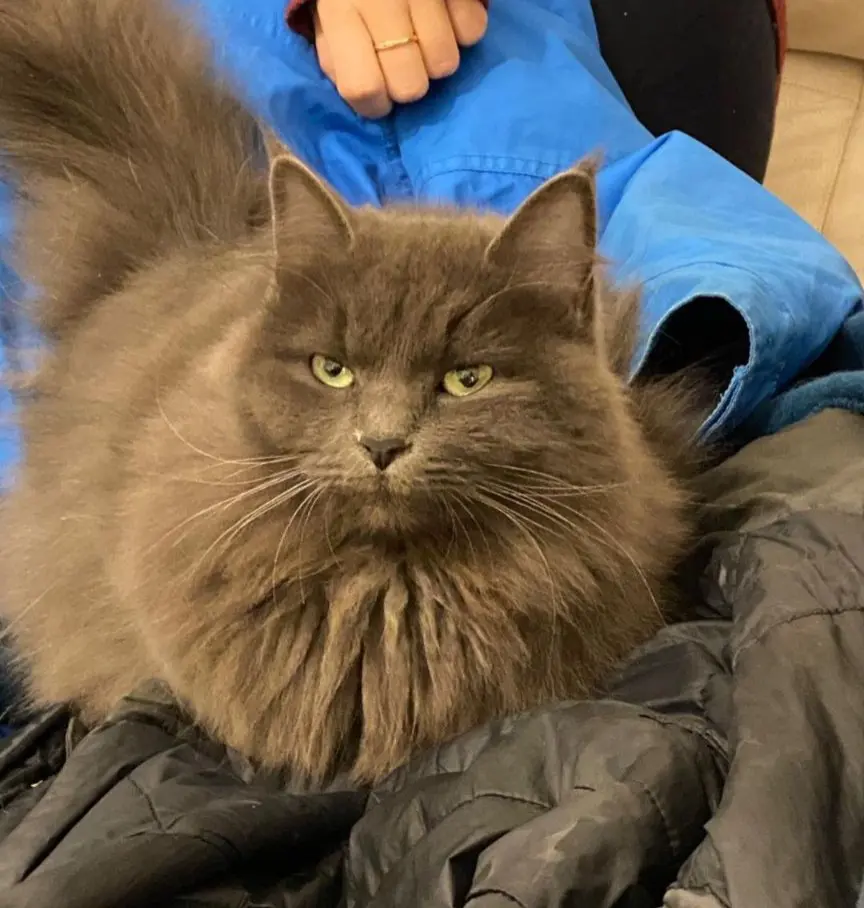 gatta lost    Florence Nube