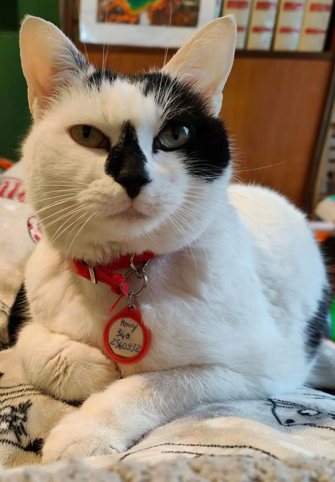 gatta lost    Florence Penny