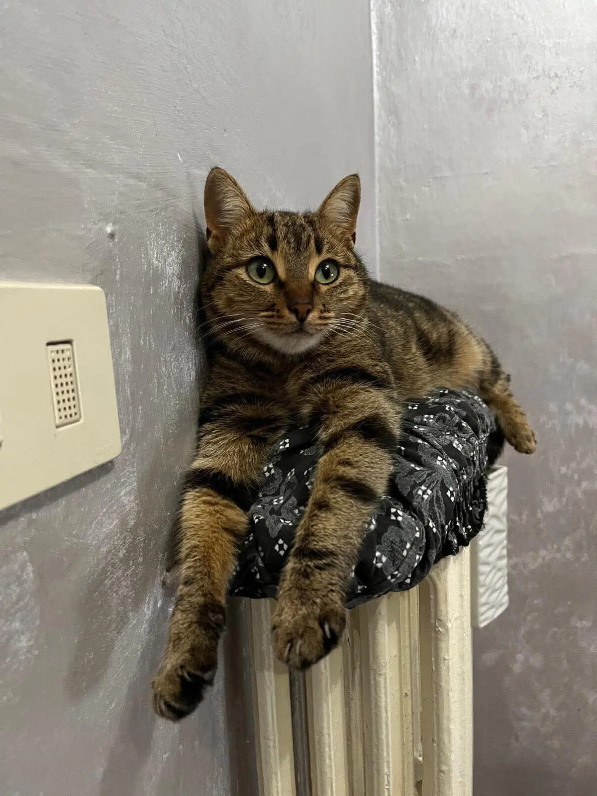 gatta lost   50013 Campi Bisenzio Lame