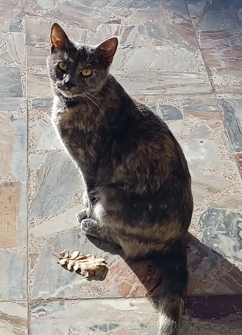 gatta lost  Via Olimpiadi 63813 Monte Urano Azzura