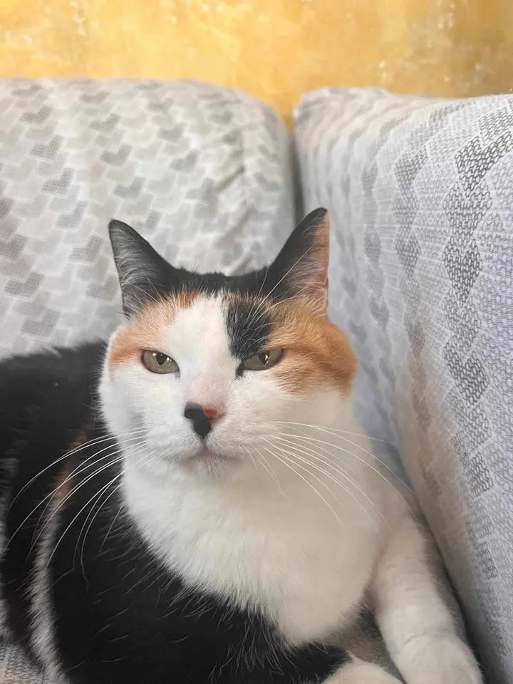 gatta lost  Via Roma 63832 Magliano di Tenna Guilietta