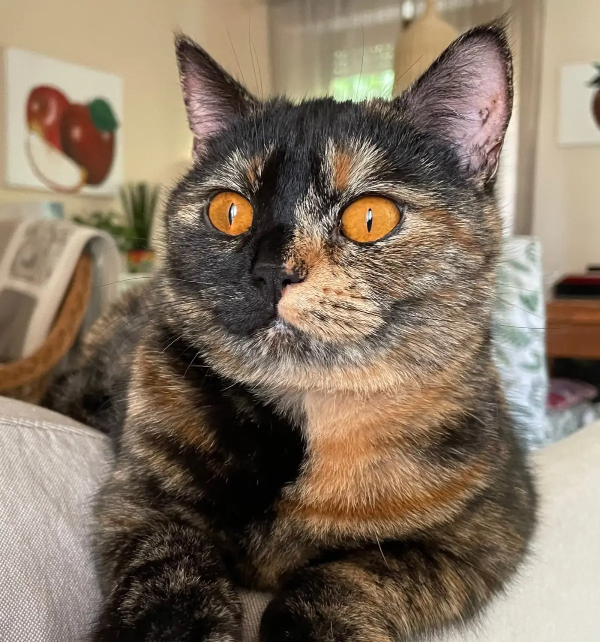 gatta lost  Autostrada Adriatica 63822 Fermo Isotta