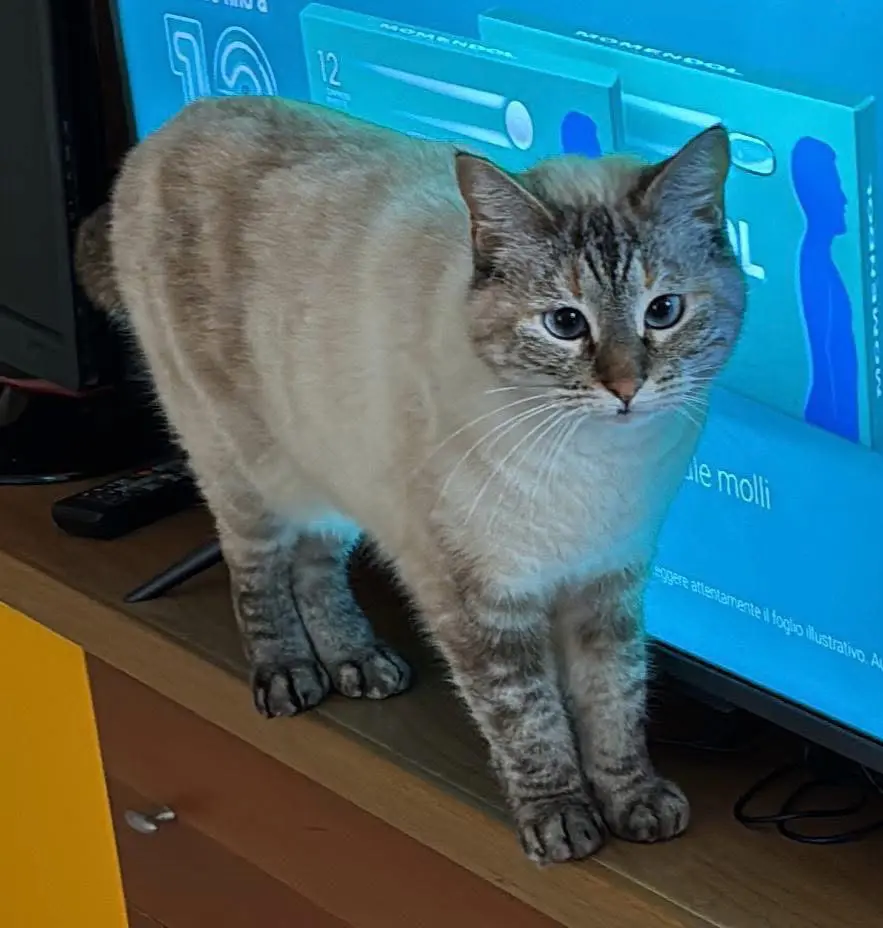 gatta lost  Viale della Resistenza 63837 Piane Nina