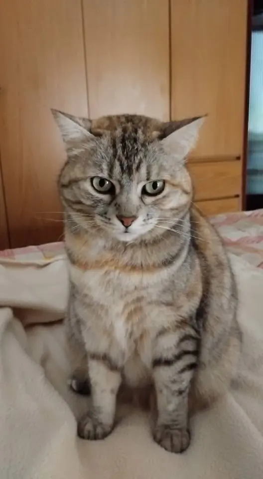 gatta lost 21 Via Monte Rosa 63821 Porto Sant'Elpidio Polpetta