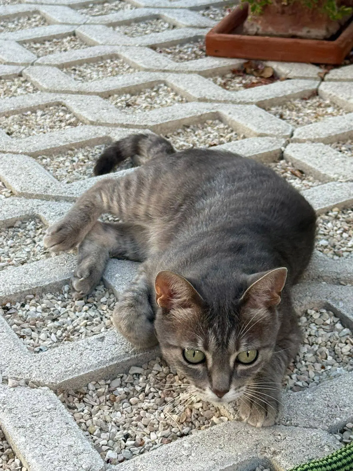 gatta lost  Autostrada Adriatica 63824 Marina Palmense Sconosciuto
