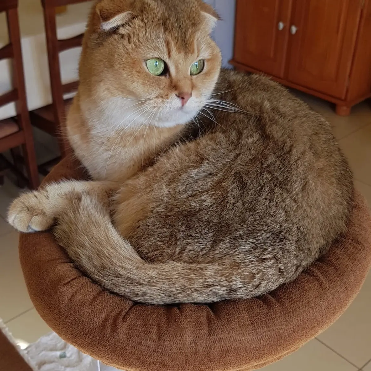 gatta lost  Autostrada Adriatica 63821 Porto Sant'Elpidio Sconosciuto