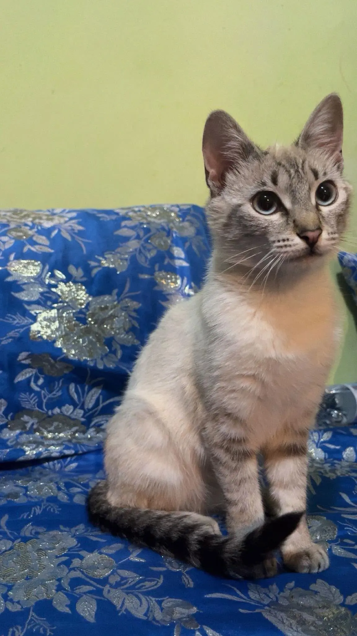 gatta lost   63900 Fermo Sybil