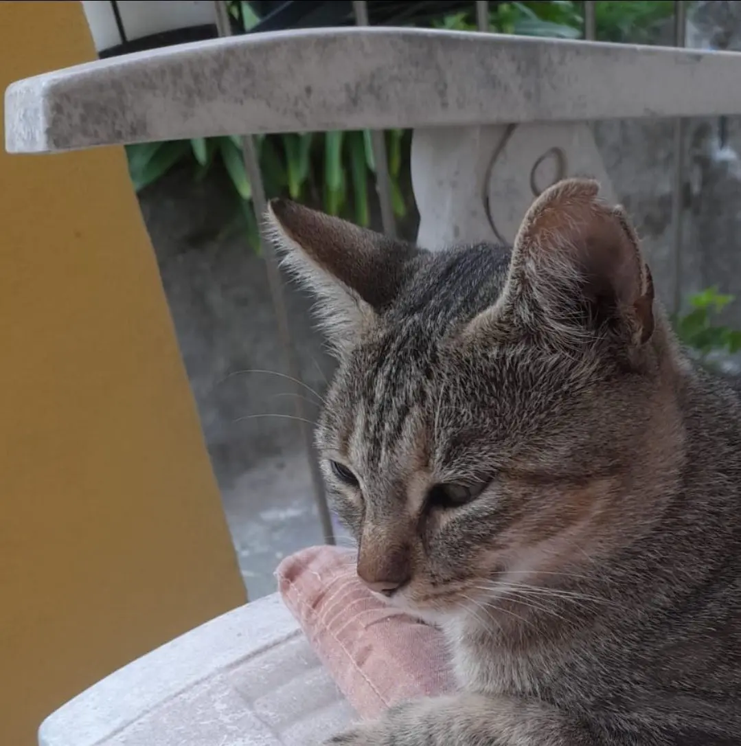 gatta lost    Genova Tata