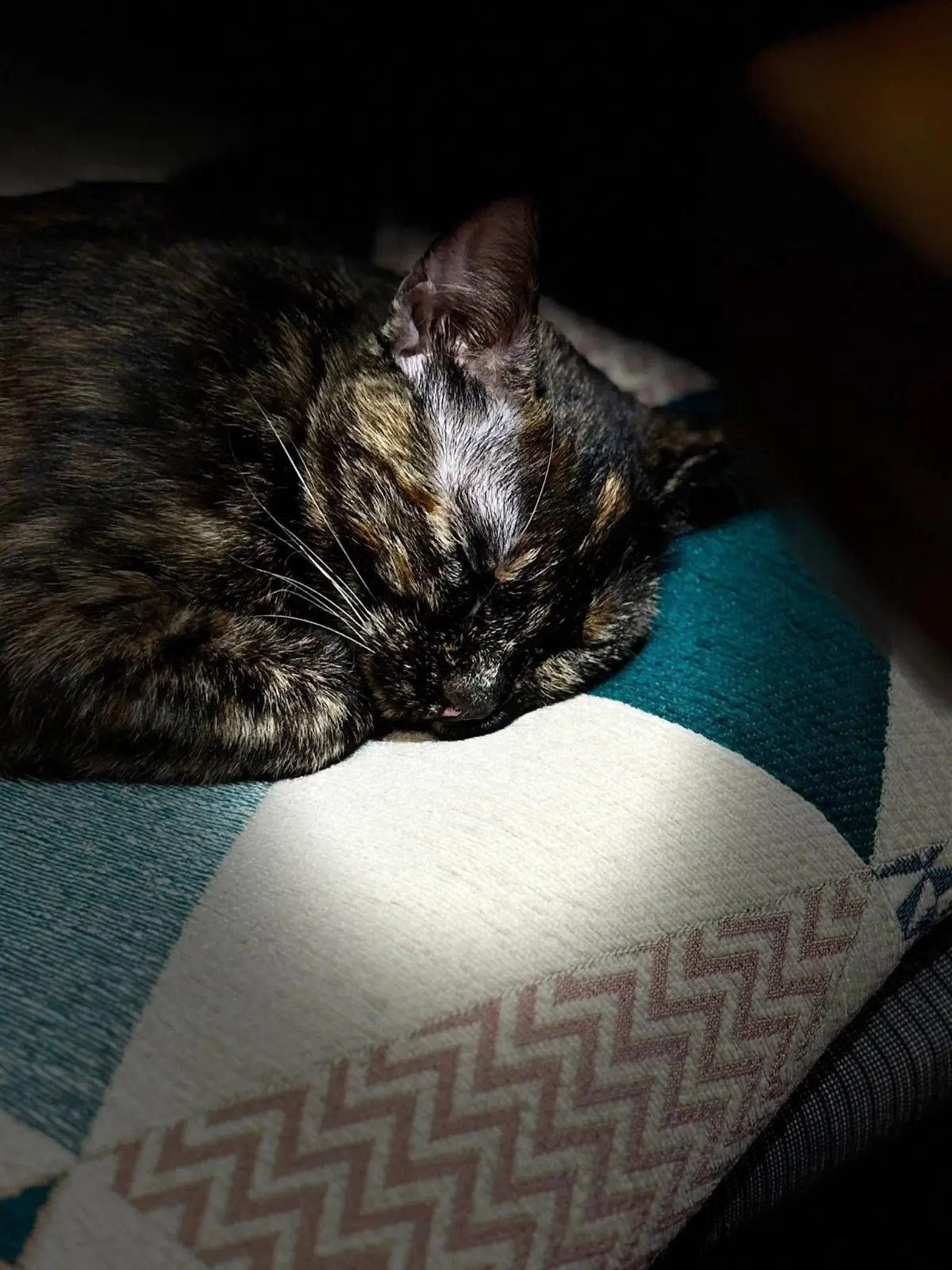 gatta lost    Genova Titty