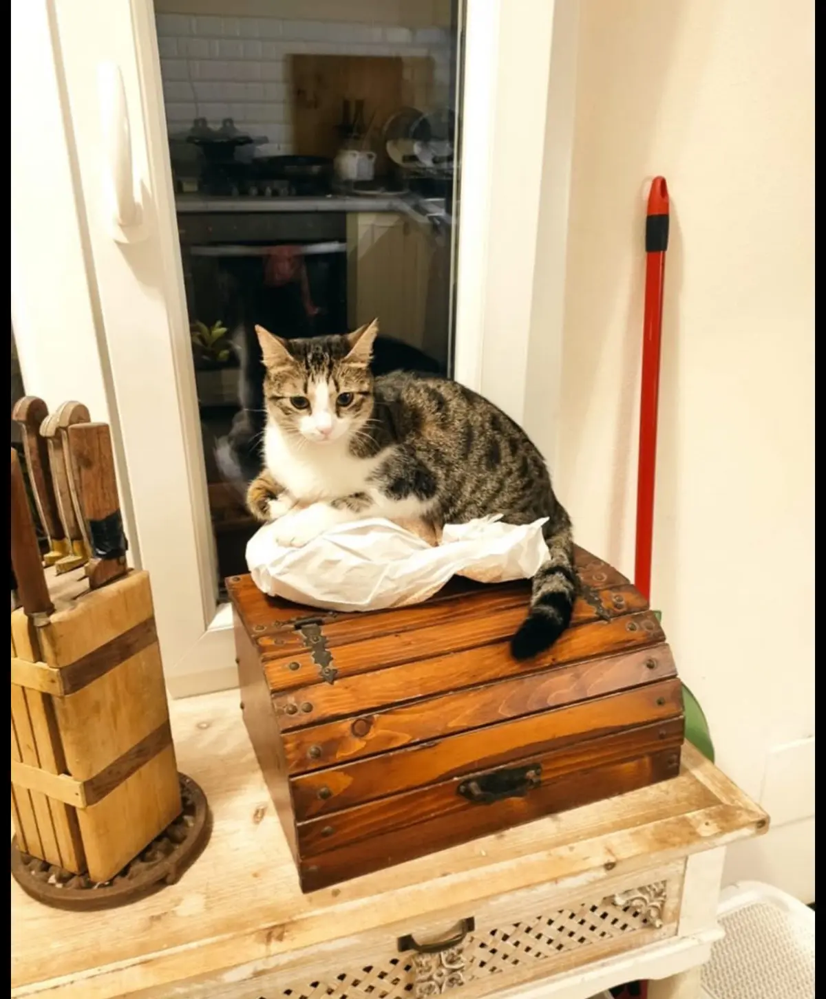 gatta lost     Bartolomea