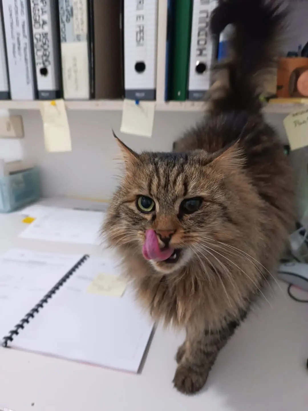 gatta lost    Castiglione Chiavarese Cherie