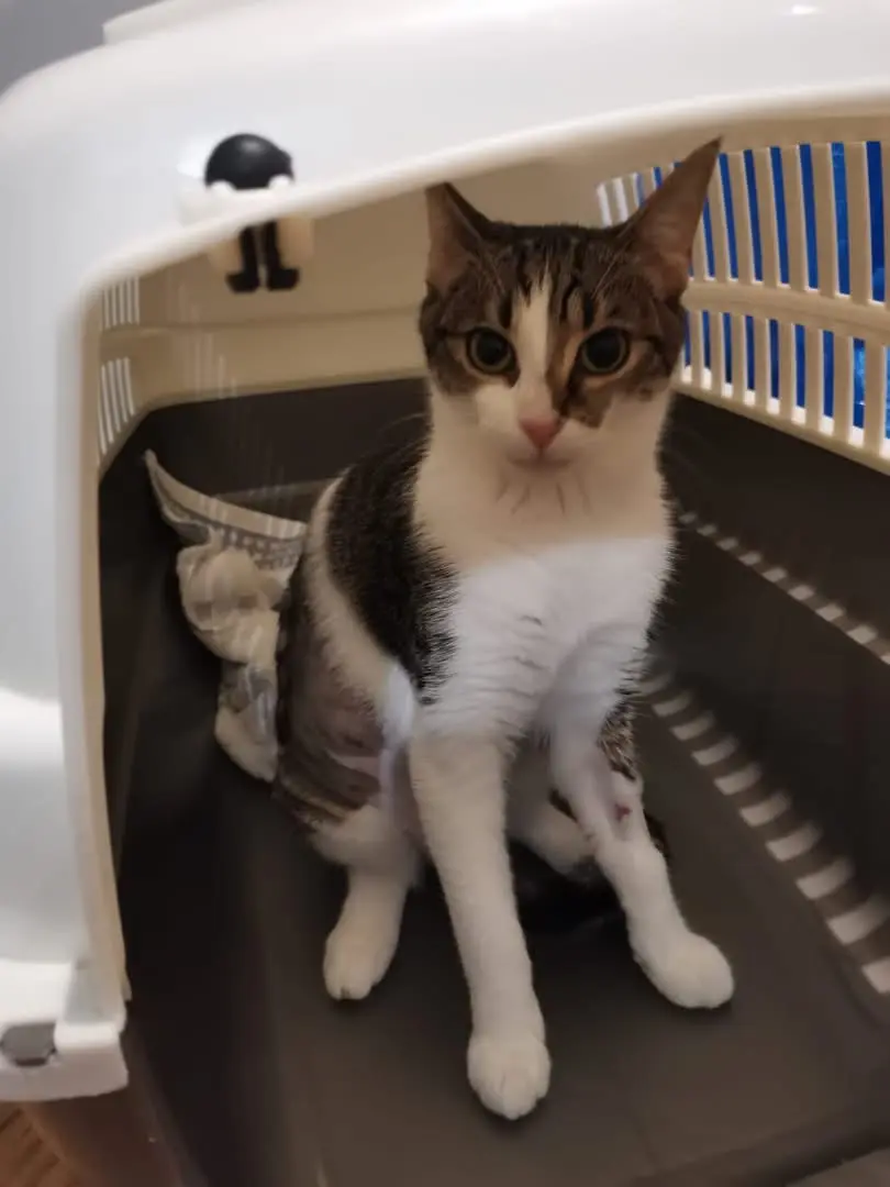 gatta lost   16043 Chiavari Gigi