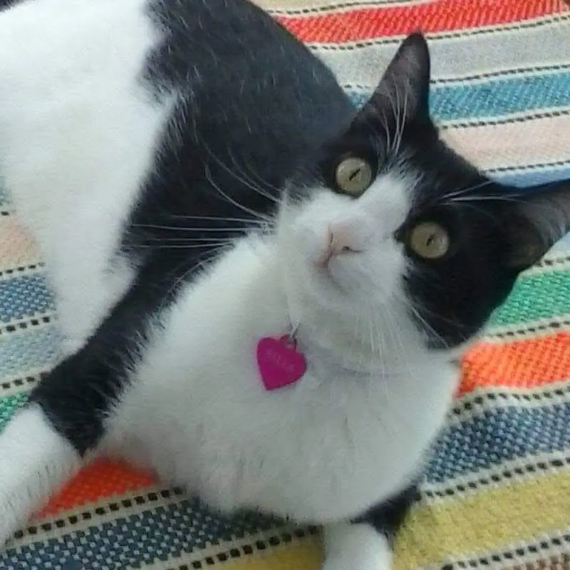 gatta lost    Gênes Bella