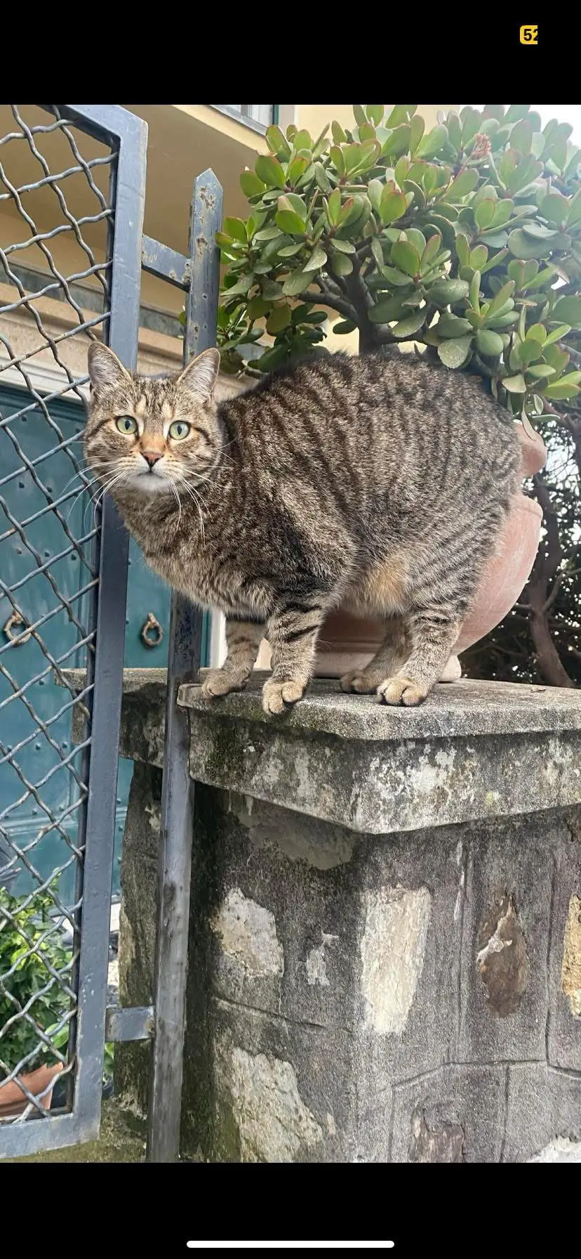 gatta lost    Gênes Birba