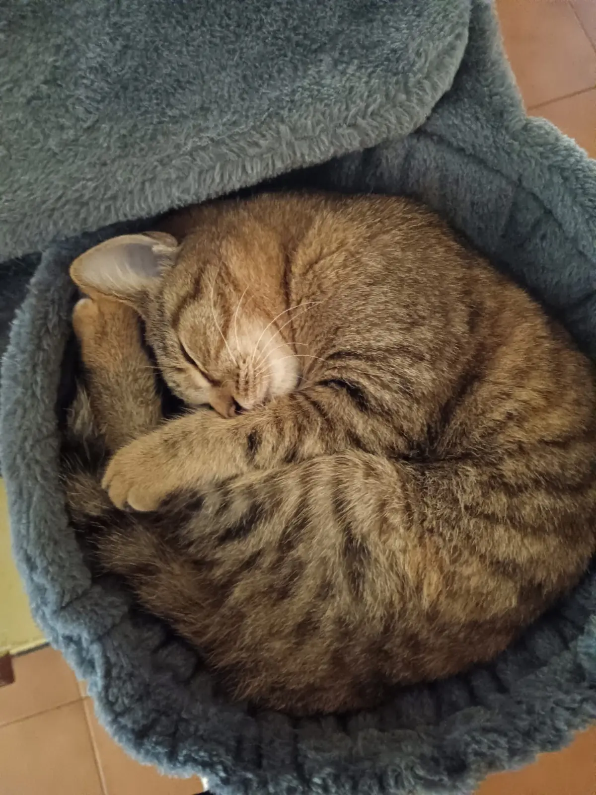 gatta lost    Gênes Camilla