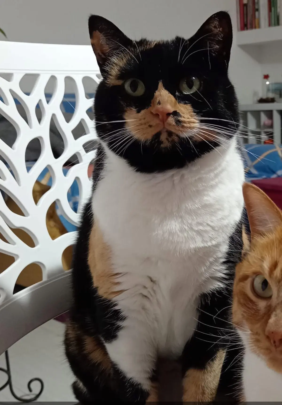 gatta lost    Gênes Chanel