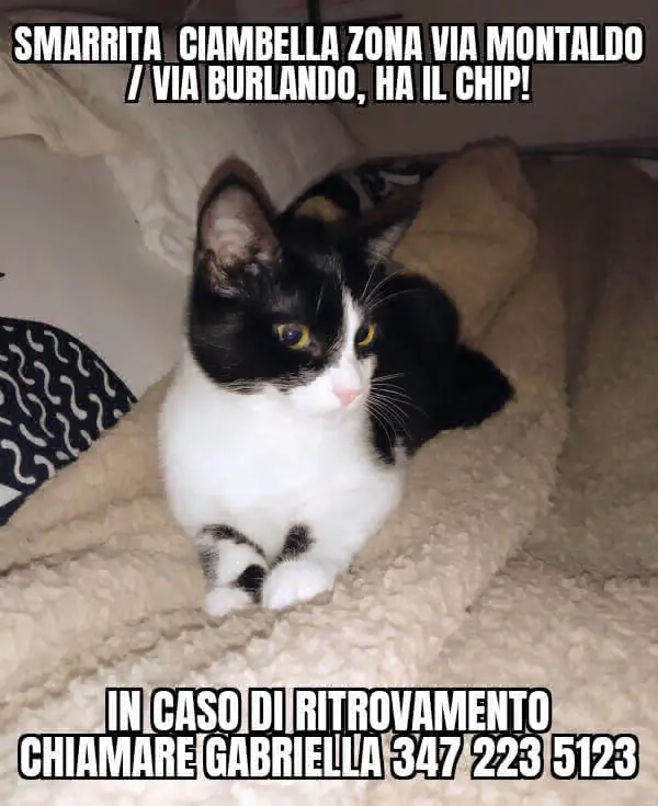 gatta lost    Gênes Ciambella