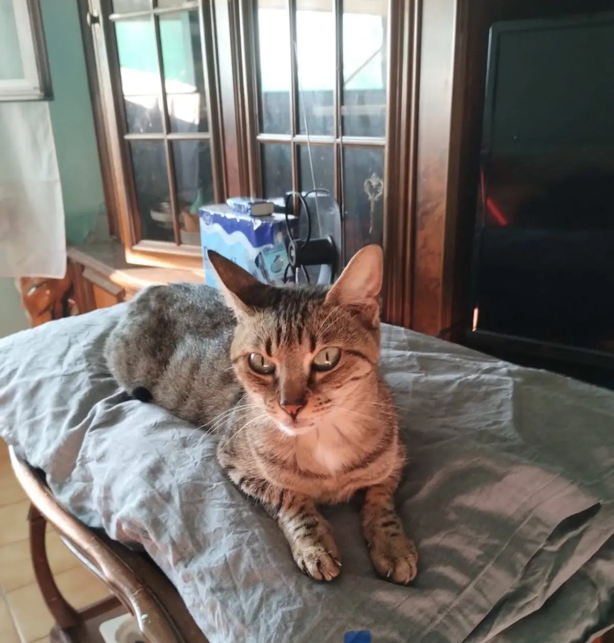 gatta lost    Gênes Cippi