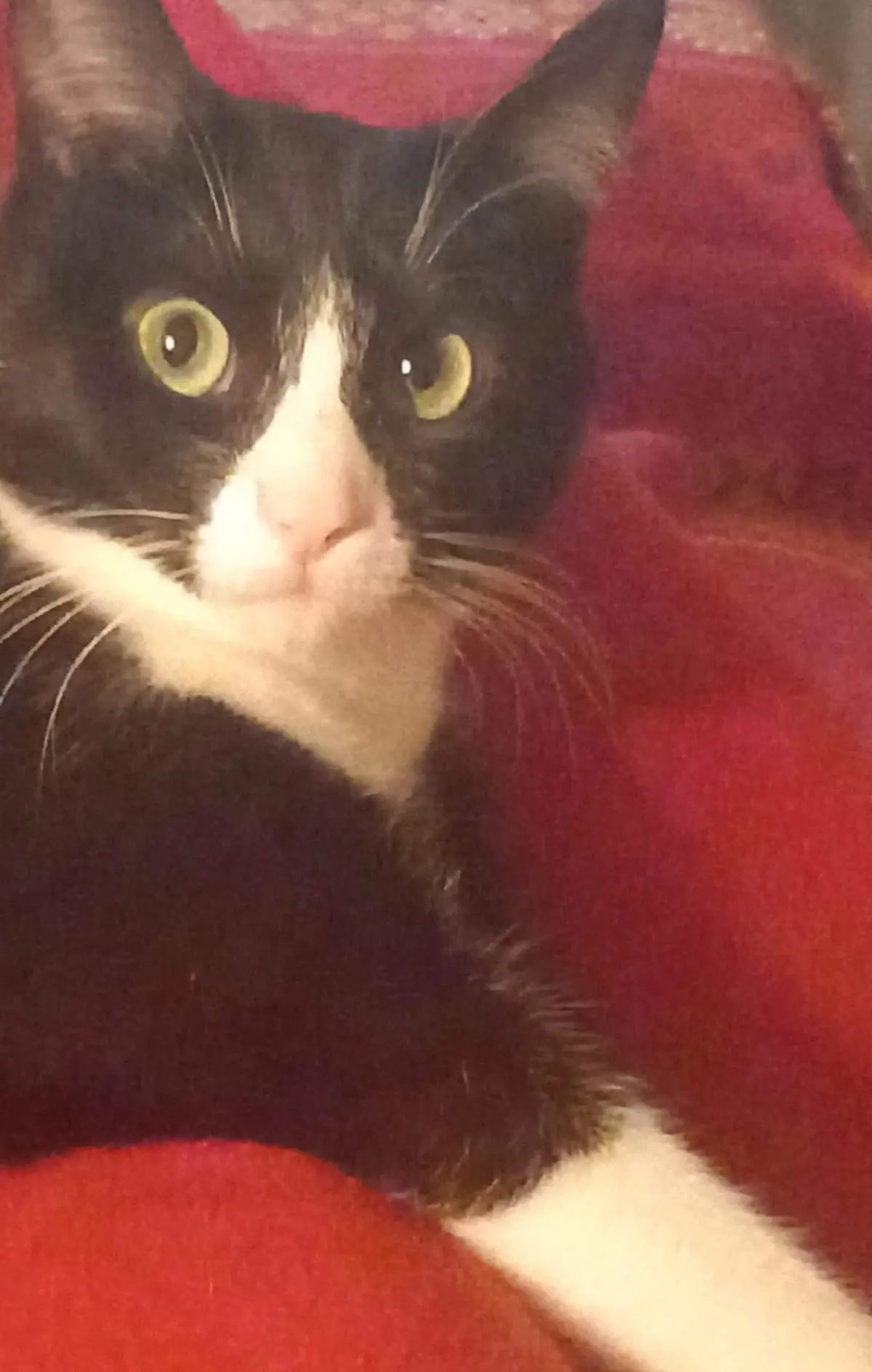 gatta lost    Gênes Disney