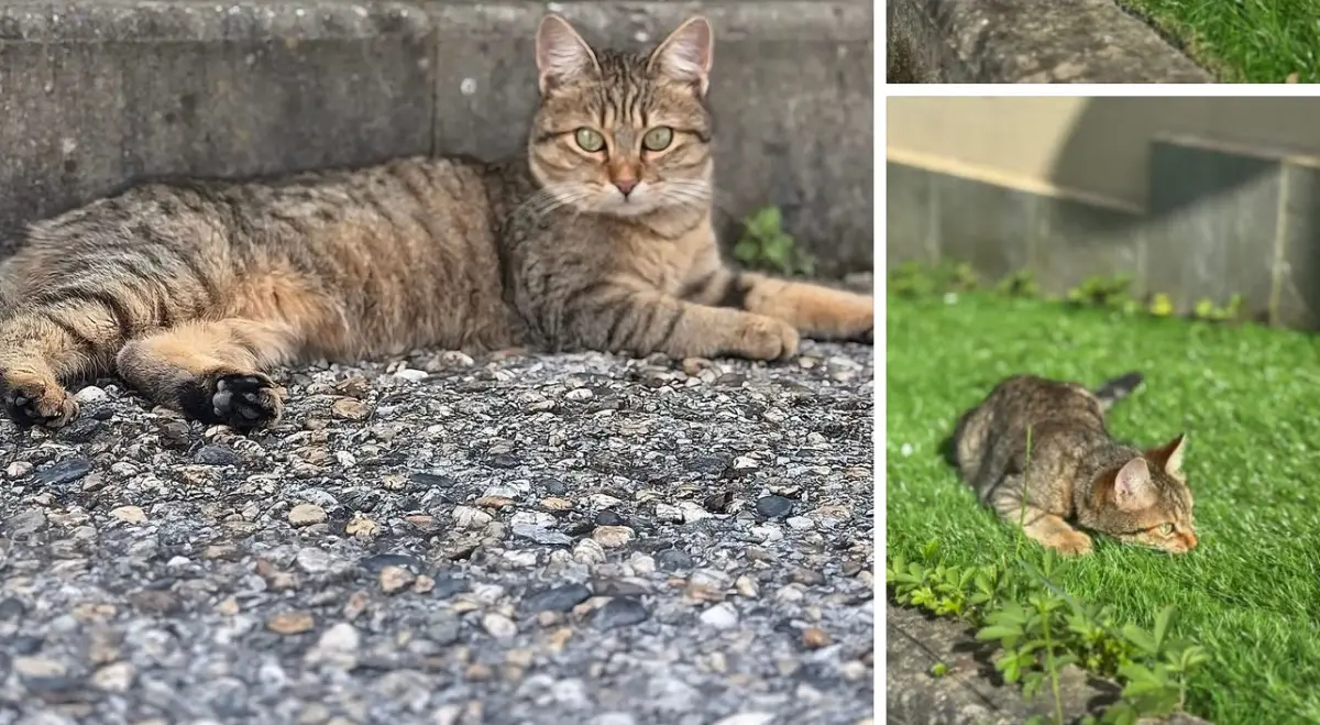 gatta lost    Gênes Gioia