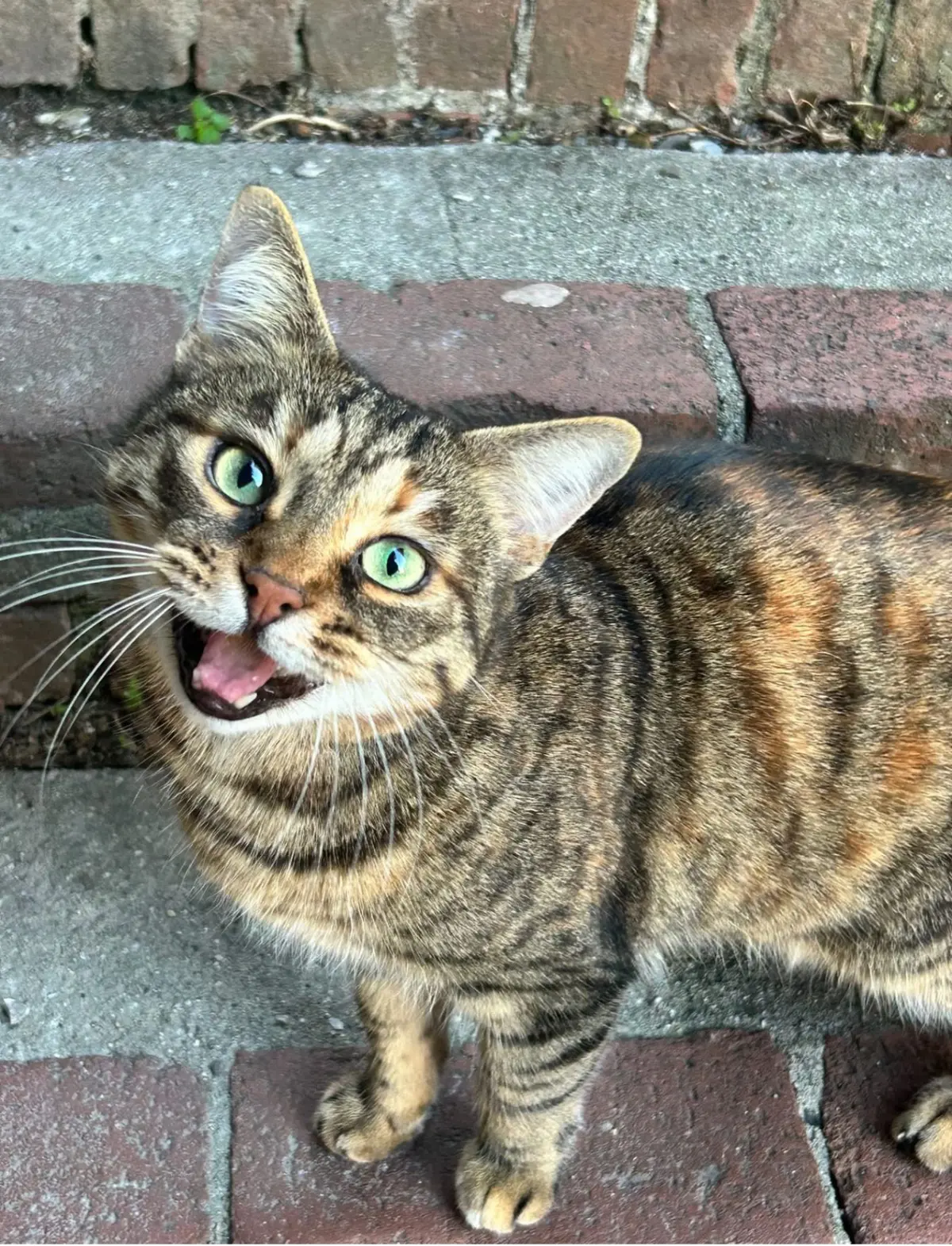 gatta lost    Gênes Joy