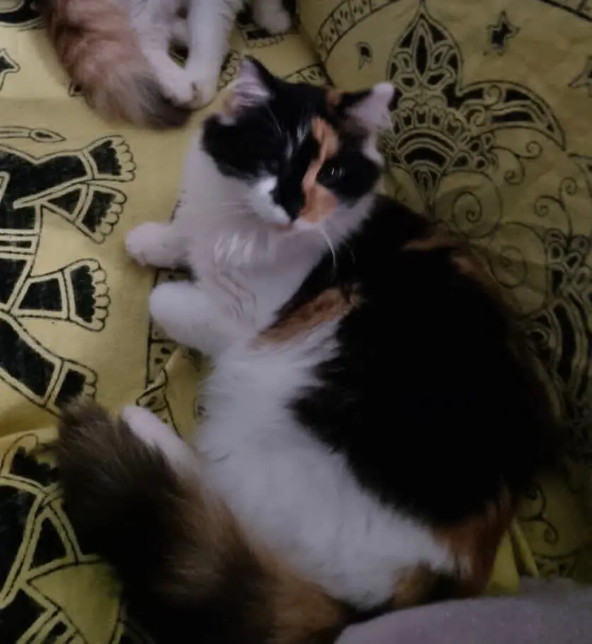 gatta lost    Gênes Lizzy