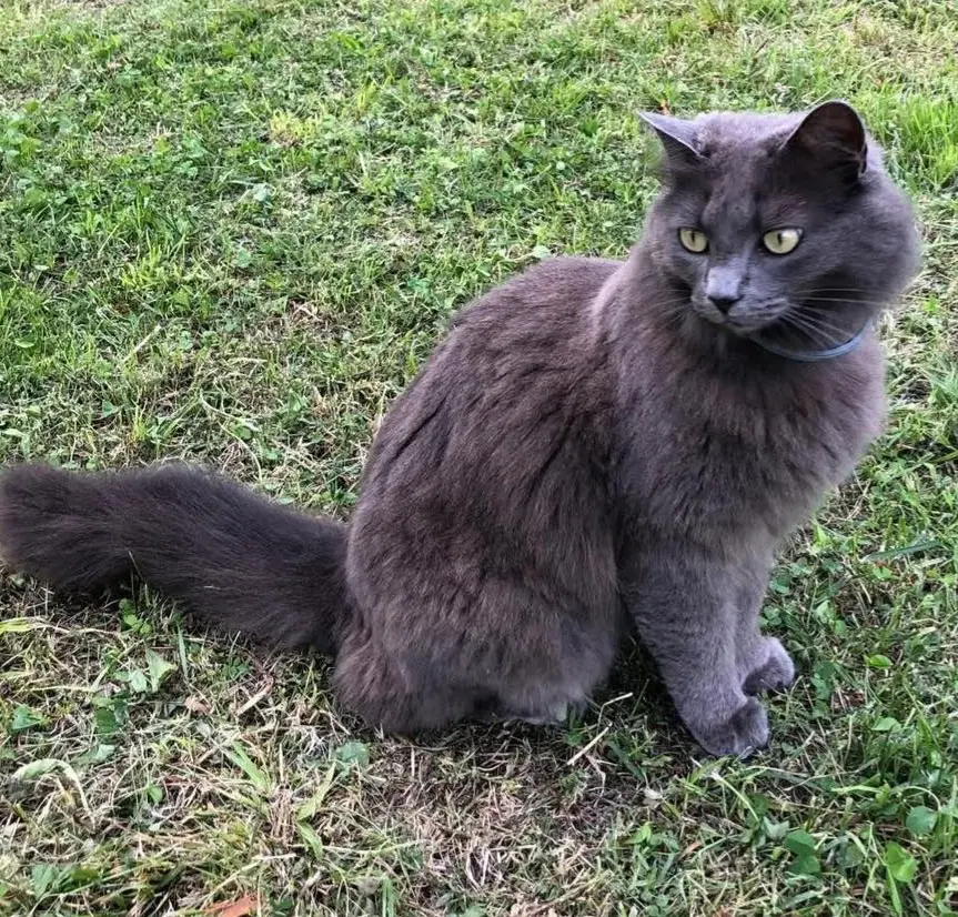 gatta lost    Gênes Margot