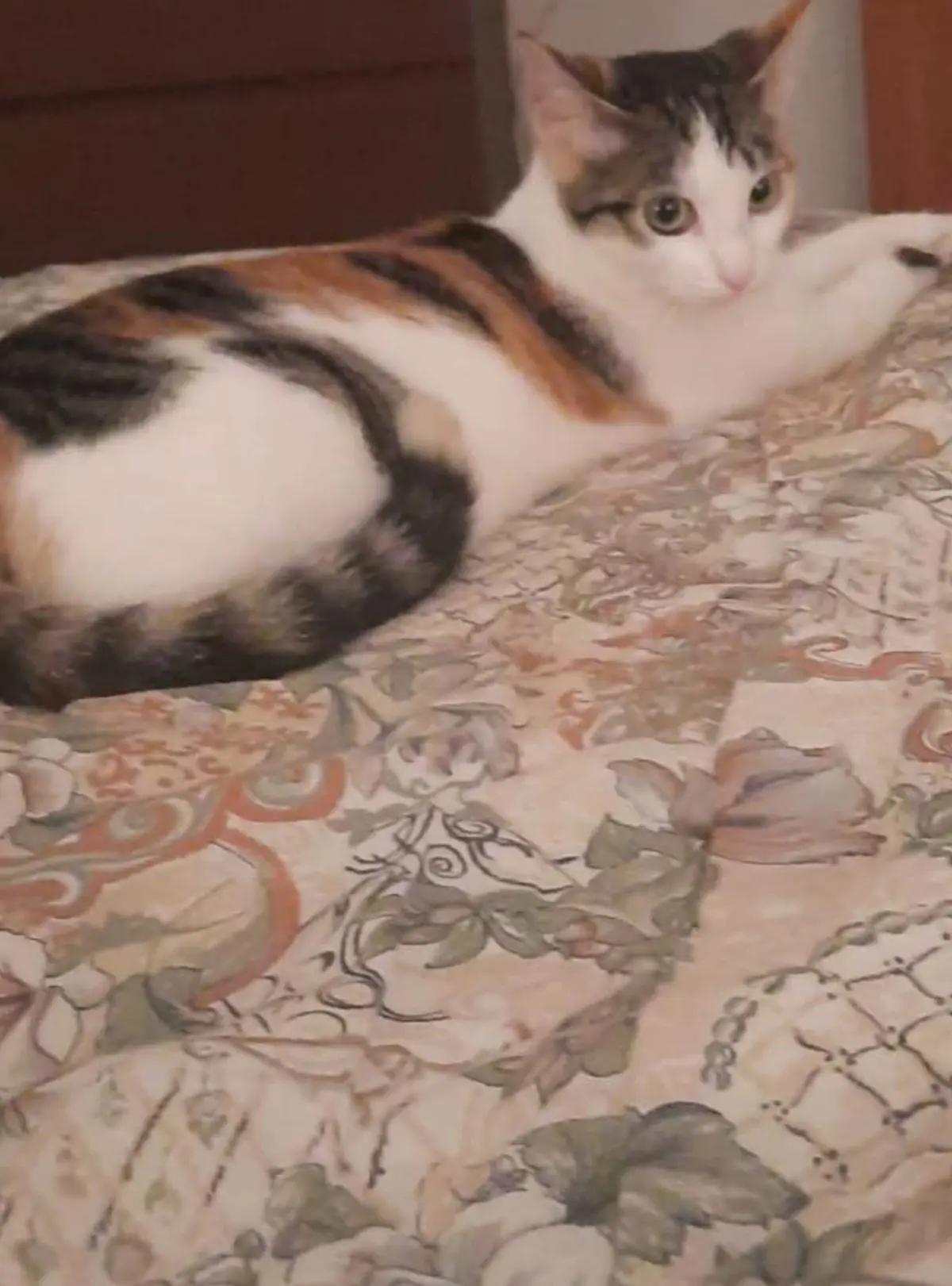 gatta lost    Gênes Micia