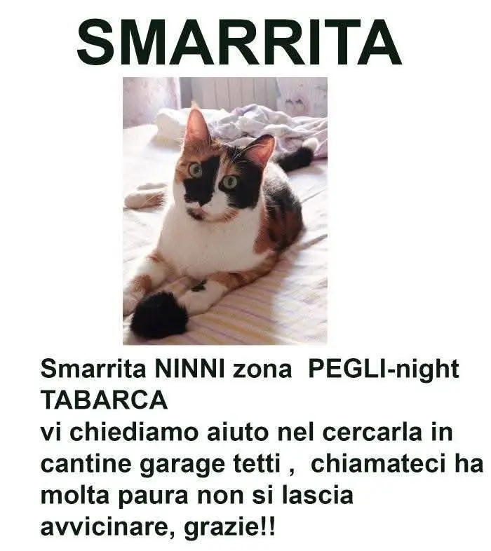 gatta lost    Gênes Ninni