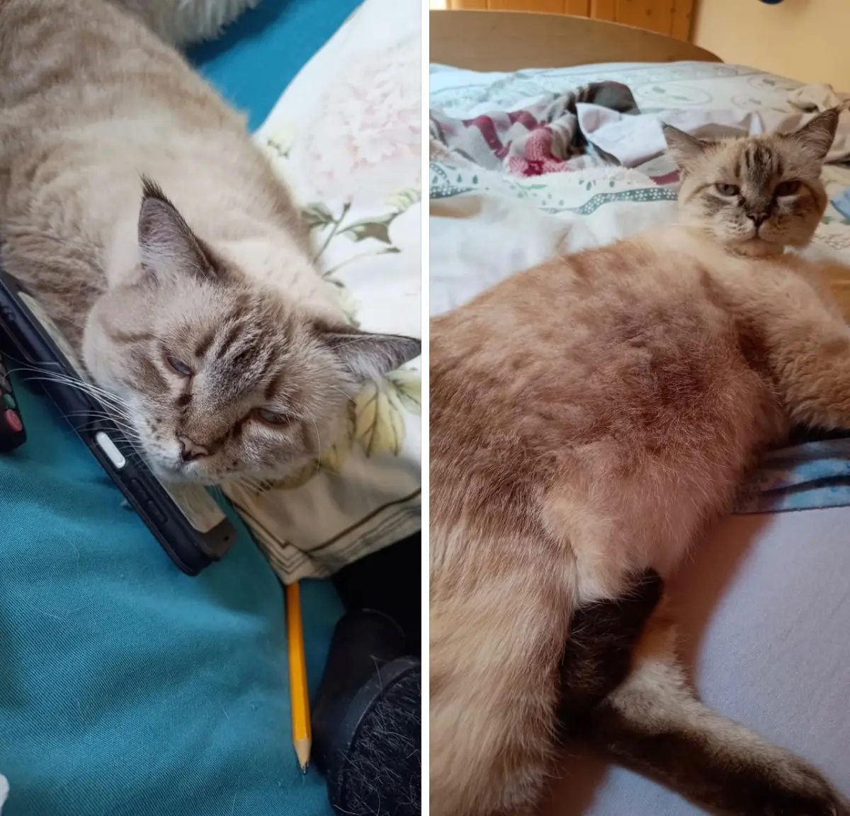 gatta lost    Gênes Sissi