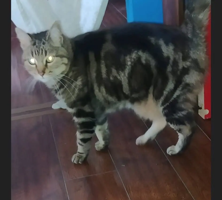 gatta lost    Gênes Sofia