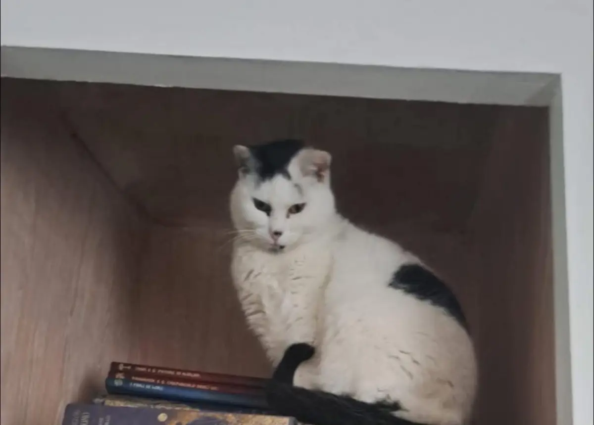 gatta lost    Gênes Sugar