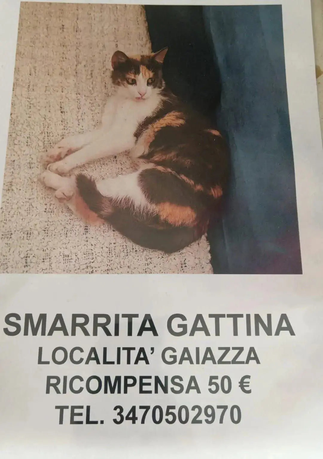 gatta lost   16014 Campomorone Lucy