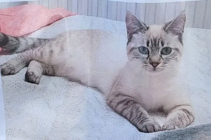 gatta lost    Camogli Micia