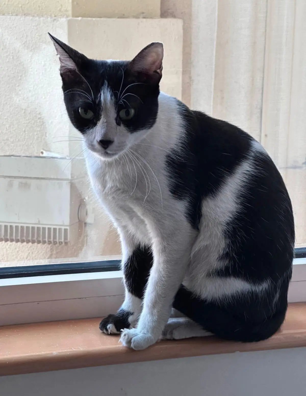 gatta lost    Leivi Micia