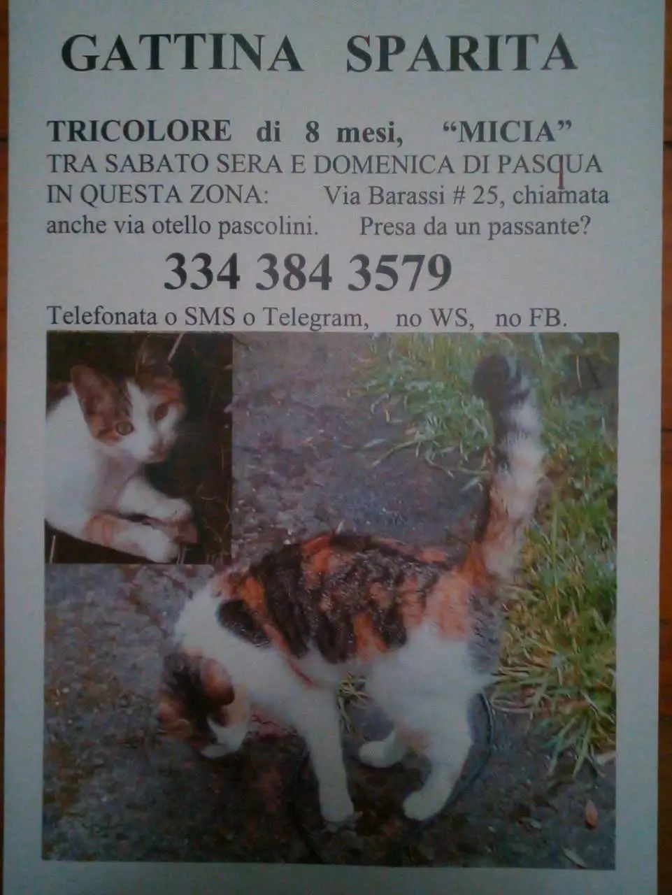 gatta lost   16033 Lavagna Miscia