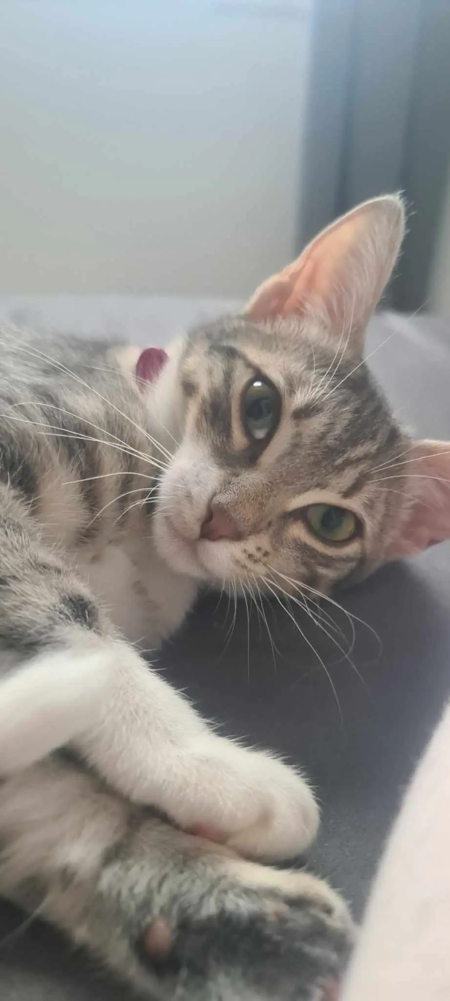 gatta lost    Bogliasco Neve