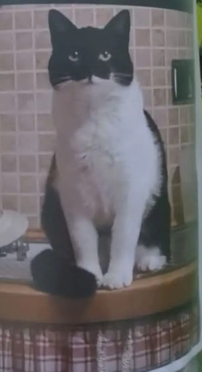 gatta lost   16036 Recco Nina