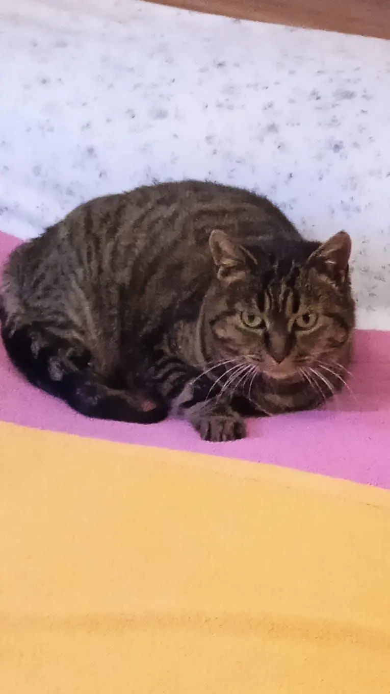 gatta lost   16035 Rapallo Penny